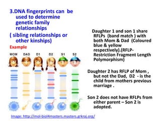 3.DNA fingerprints can be
used to determine
genetic family
relationships
( sibling relationships or
other kinships)
Example
Daughter 1 and son 1 share
RFLPs (band match ) with
both Mom & Dad (Coloured
blue & yellow
respectively).(RFLP-
Restriction Fragment Length
Polymorphism)
Daughter 2 has RFLP of Mom ,
but not the Dad, D2 - is the
child from mothers previous
marriage .
Son 2 does not have RFLPs from
either parent – Son 2 is
adopted.
Image: http://mol-biol4masters.masters.grkraj.org/
 