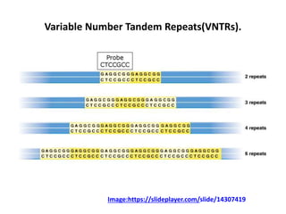 Variable Number Tandem Repeats(VNTRs).
Image:https://slideplayer.com/slide/14307419
 