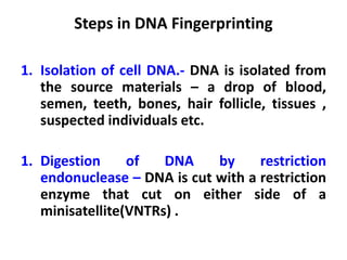 Steps in DNA Fingerprinting
1. Isolation of cell DNA.- DNA is isolated from
the source materials – a drop of blood,
semen, teeth, bones, hair follicle, tissues ,
suspected individuals etc.
1. Digestion of DNA by restriction
endonuclease – DNA is cut with a restriction
enzyme that cut on either side of a
minisatellite(VNTRs) .
 