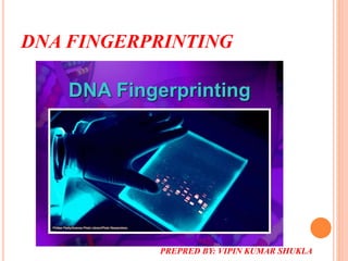 DNA FINGERPRINTING
PREPRED BY: VIPIN KUMAR SHUKLA
 