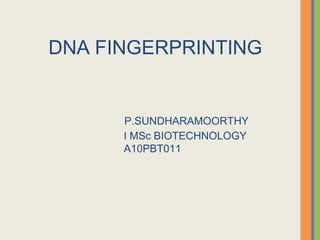 DNA FINGERPRINTING
P.SUNDHARAMOORTHY
I MSc BIOTECHNOLOGY
A10PBT011
 