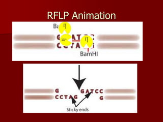 RFLP Animation
 