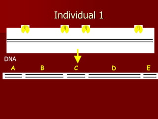 Individual 1
A B C D E
DNA
 