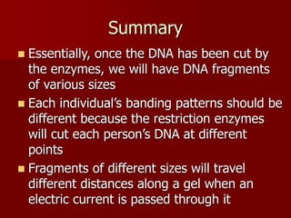 DNA Fingerprinting.ppt