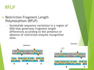 DNA FIngerprinting.ppt