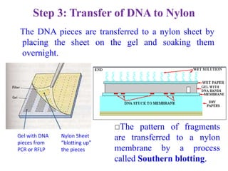 dna_finger_printing.ppt