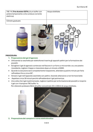 Sun Elena 4E
4 di 8
TAE 1X (Tris-Acetato EDTA) (è un buffer con
potere tamponante e che conduce corrente
elettrica)
Acqua distillata
Cilindro graduato
PROCEDURA:
1. Preparazione del gel d'agarosio
• Utilizzando la vaschetta per elettroforesi inserire gli appositi pettini per la formazione dei
pozzetti.
• Sciogliere il gel di agarosio contenuto nel flacone in un forno a microonde o su una piastra
riscaldante, togliere il tappo e mescolare dopo un minuto a 550W.
• Quando la soluzione sarà completamente trasparente, attendere qualche minuto per farla
raffreddare fino a circa 50°.
• Versare il gel nell’apposita vaschetta con pettini, facendo attenzione a non formare bolle
• Aspettare circa 30 minuti perché raffreddandosi il gel polimerizza.
• Una volta che il gel è polimerizzato, togliere il pettine per la formazione dei pozzetti e ricoprire
il gel con il tampone TAE buffer 1x.
Per ottenerlo prelevare 50ml di buffer concentrato 5X in 200ml di acqua distillata.
2. Preparazione dei campioni e corsa elettroforetica
 