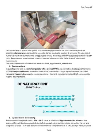 Sun Elena 4E
7 di 8
Una volta creato il nostro mix, quindi, le provette vengono inserite nel macchinario e portate a
specifiche temperature per qualche secondo, dando modo alle reazioni di avvenire. Ad ogni ciclo il
numero di filamenti aumenta fino a raggiungere circa 2 miliardi (2.000.000.000) di copie attorno al 31°
ciclo. Per arrivare a questi numeri possono bastare solamente dalle 2 alle 4 ore all'interno del
macchinario!
Ora analizziamo le tre fasi in ordine: denaturazione, appaiamento, estensione.
1. Denaturazione
In questa prima fase si alza la temperatura fino a circa 90°C o più permettendo al doppio filamento
di DNA di separarsi in due, aprendosi come fosse una cerniera lampo. Questo avviene perché si
rompono i legami idrogeno che tengono assieme i filamenti complementari del DNA contenenti la
regione da amplificare.
2. Appaiamento o annealing
Abbassando la temperatura tra i 50 e i 60° C circa, si favorisce l'appaiamento dei primers, due
segmenti formati da oligonucleotidi che definiranno gli estremi della regione bersaglio. Hanno una
lunghezza di circa 15-30 basi e si uniranno in maniera complementare al DNA stampo nella porzione
 