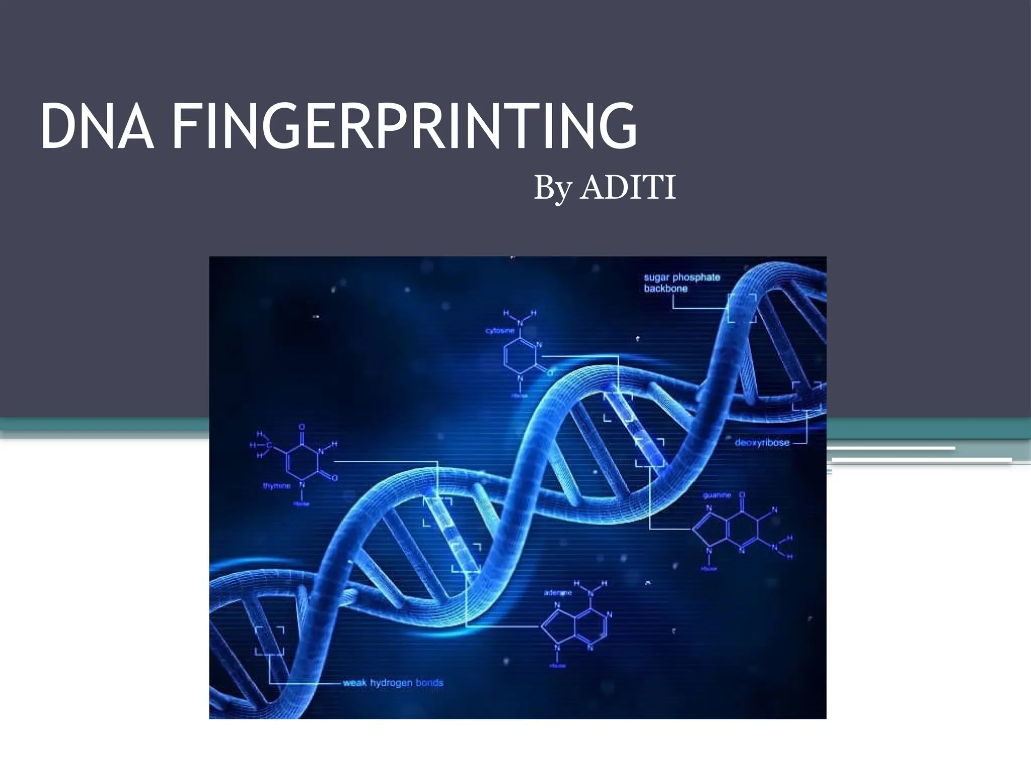 DNA FINGERPRINTING
By ADITI
 