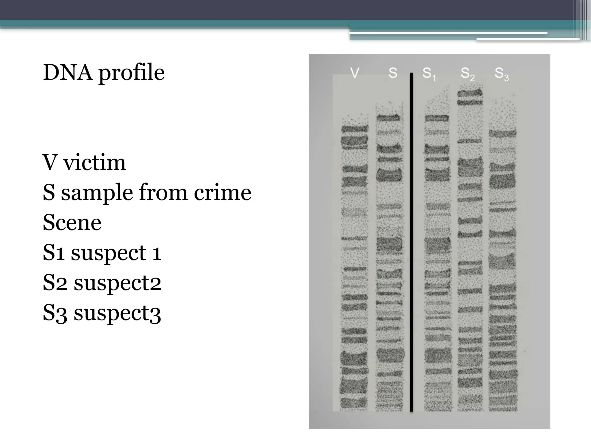 DNA profile
V victim
S sample from crime
Scene
S1 suspect 1
S2 suspect2
S3 suspect3
 