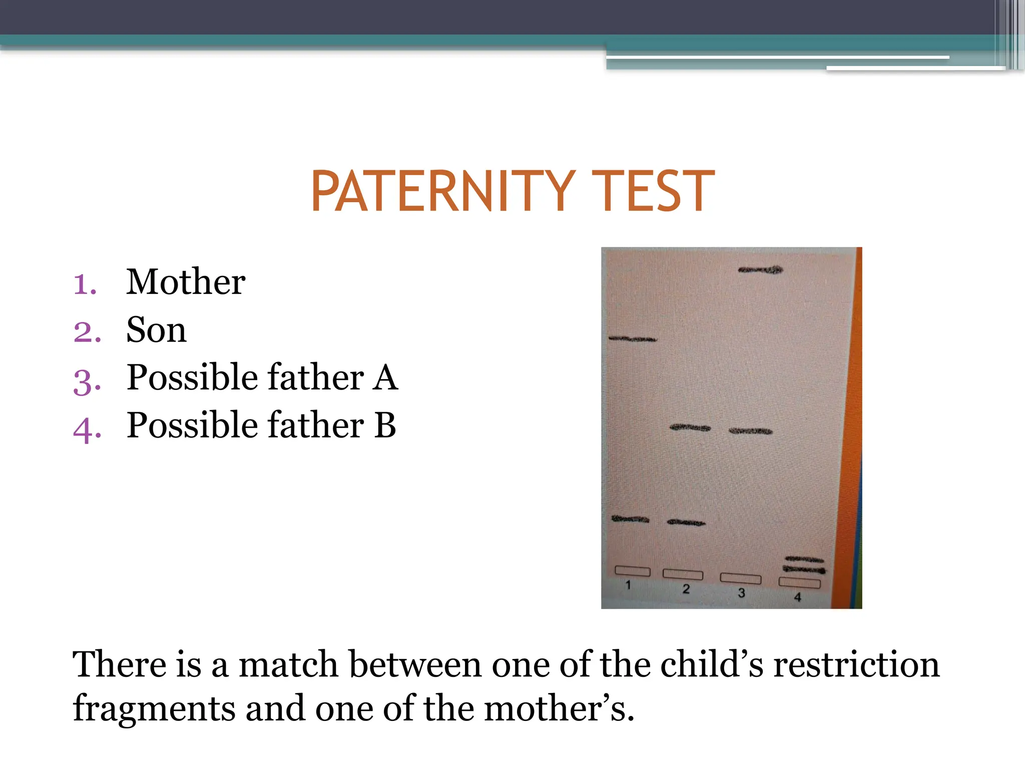 PATERNITY TEST
1. Mother
2. Son
3. Possible father A
4. Possible father B
There is a match between one of the child’s restriction
fragments and one of the mother’s.
 