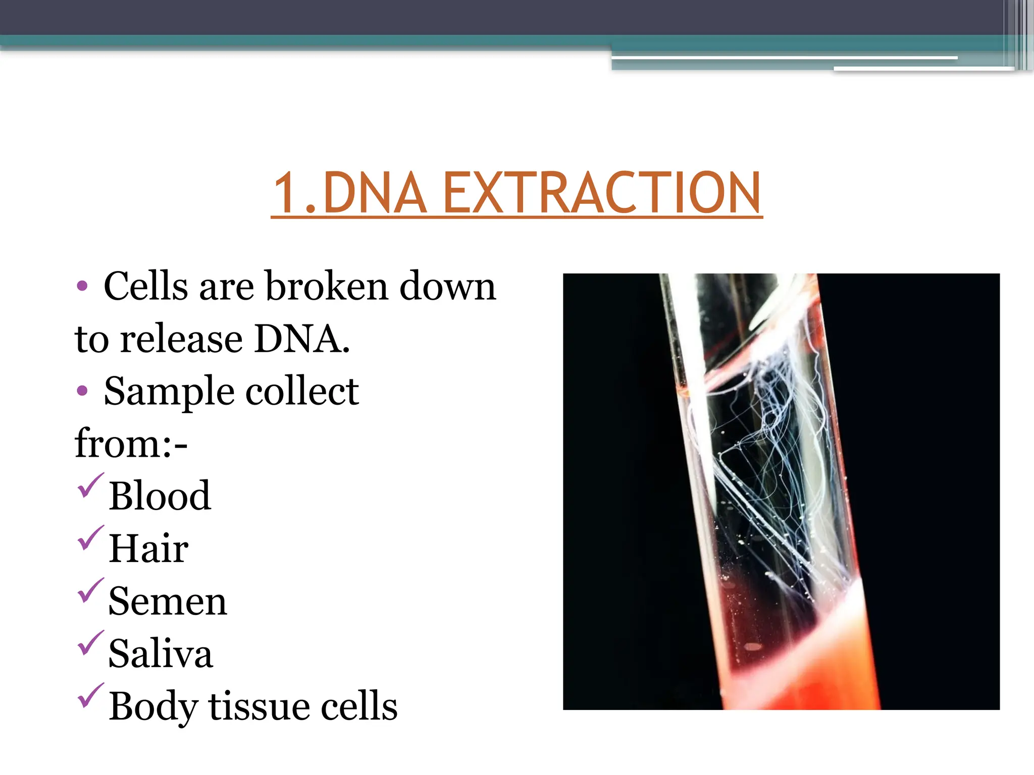 1.DNA EXTRACTION
• Cells are broken down
to release DNA.
• Sample collect
from:-
Blood
Hair
Semen
Saliva
Body tissue cells
 