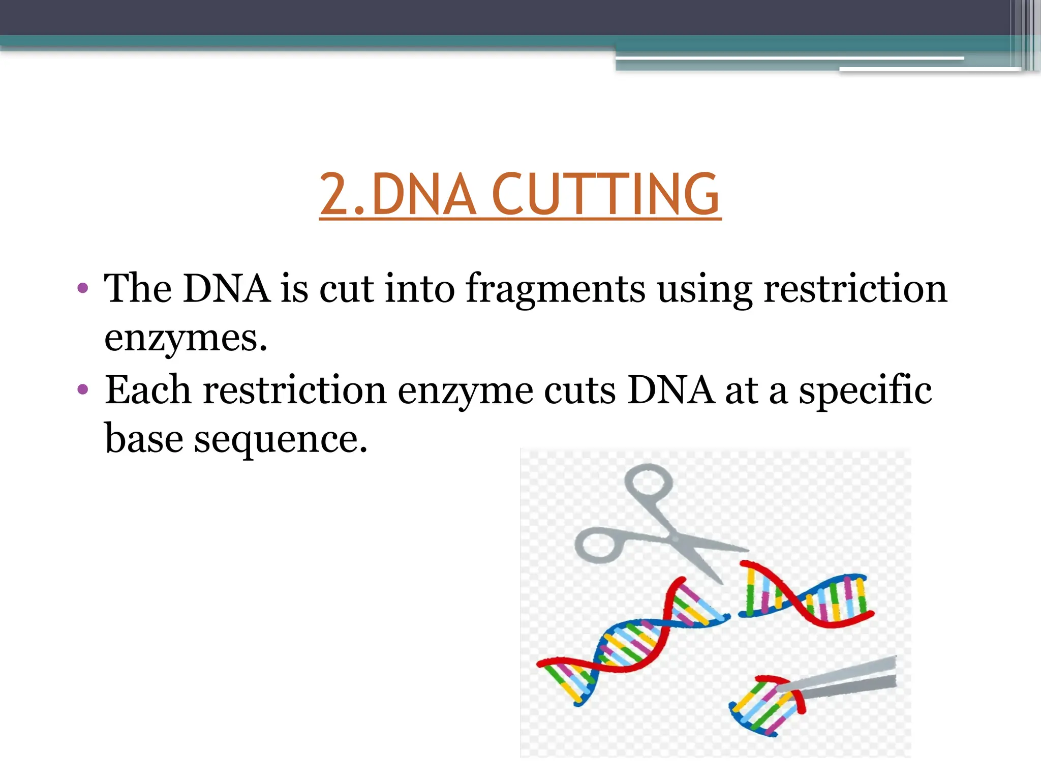 2.DNA CUTTING
• The DNA is cut into fragments using restriction
enzymes.
• Each restriction enzyme cuts DNA at a specific
base sequence.
 