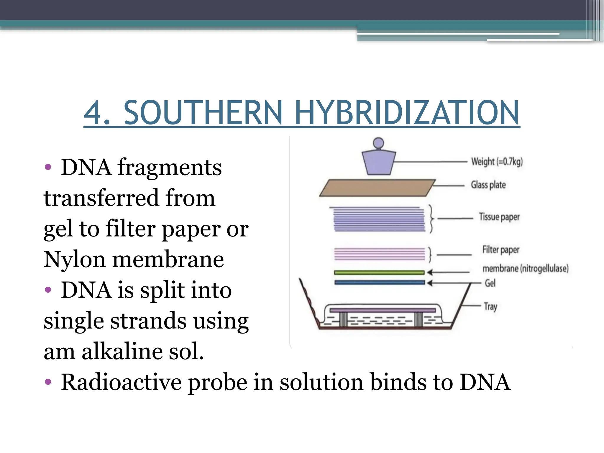 4. SOUTHERN HYBRIDIZATION
• DNA fragments
transferred from
gel to filter paper or
Nylon membrane
• DNA is split into
single strands using
am alkaline sol.
• Radioactive probe in solution binds to DNA
 