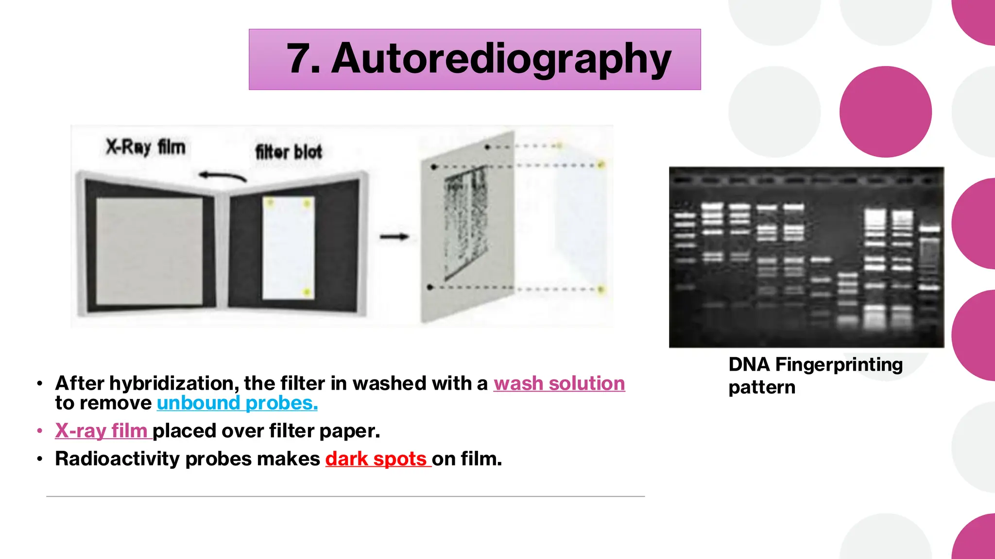 7. Autorediography
• After hybridization, the filter in washed with a wash solution
to remove unbound probes.
• X-ray film placed over filter paper.
• Radioactivity probes makes dark spots on film.
DNA Fingerprinting
pattern
 