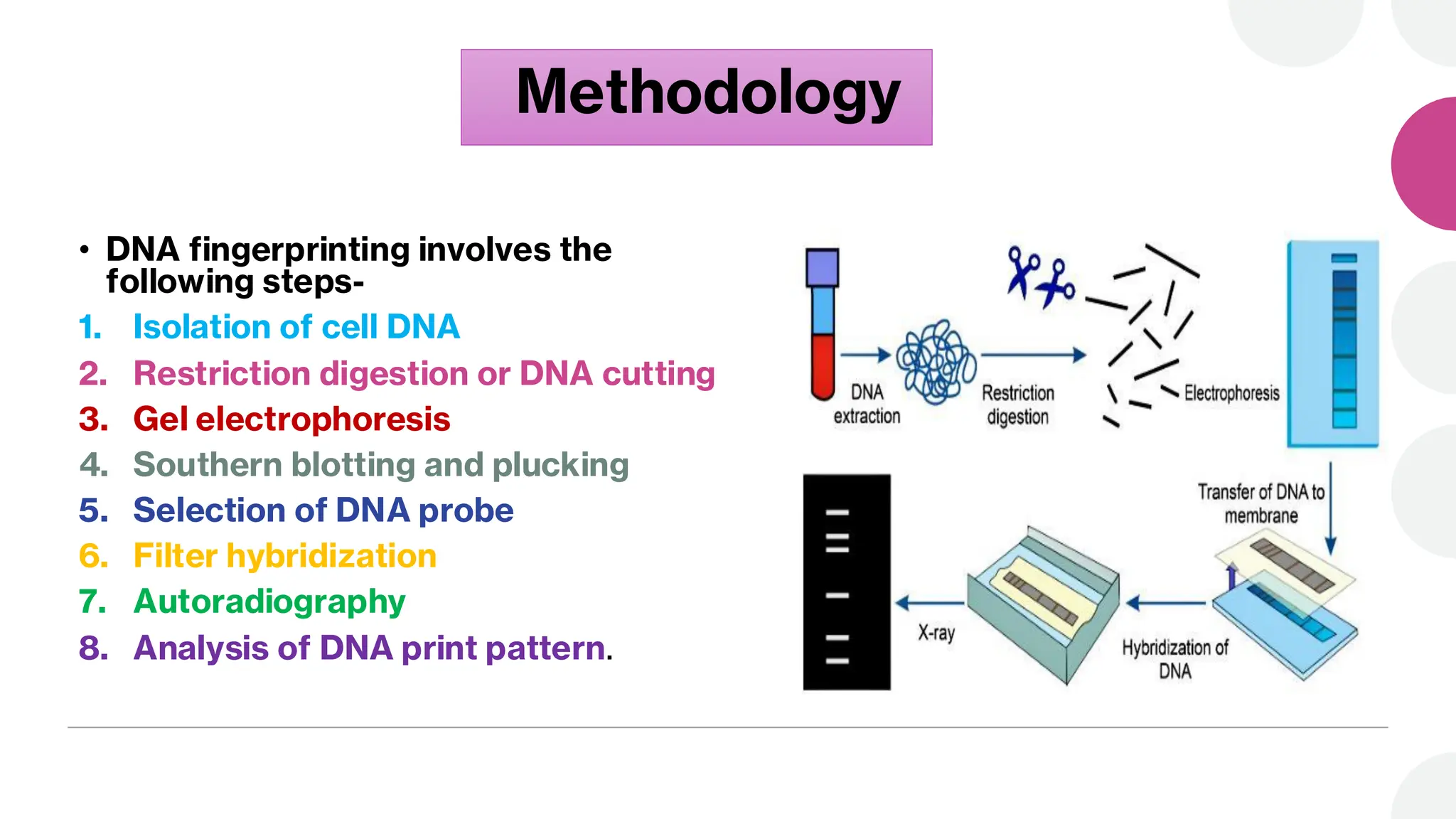 Methodology
• DNA fingerprinting involves the
following steps-
1. Isolation of cell DNA
2. Restriction digestion or DNA cutting
3. Gel electrophoresis
4. Southern blotting and plucking
5. Selection of DNA probe
6. Filter hybridization
7. Autoradiography
8. Analysis of DNA print pattern.
 