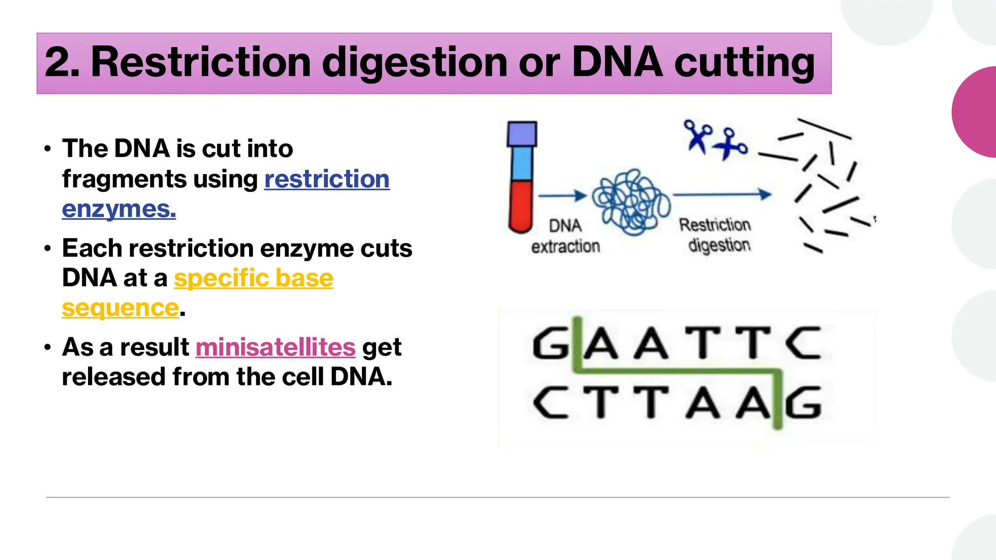 2. Restriction digestion or DNA cutting
• The DNA is cut into
fragments using restriction
enzymes.
• Each restriction enzyme cuts
DNA at a specific base
sequence.
• As a result minisatellites get
released from the cell DNA.
 