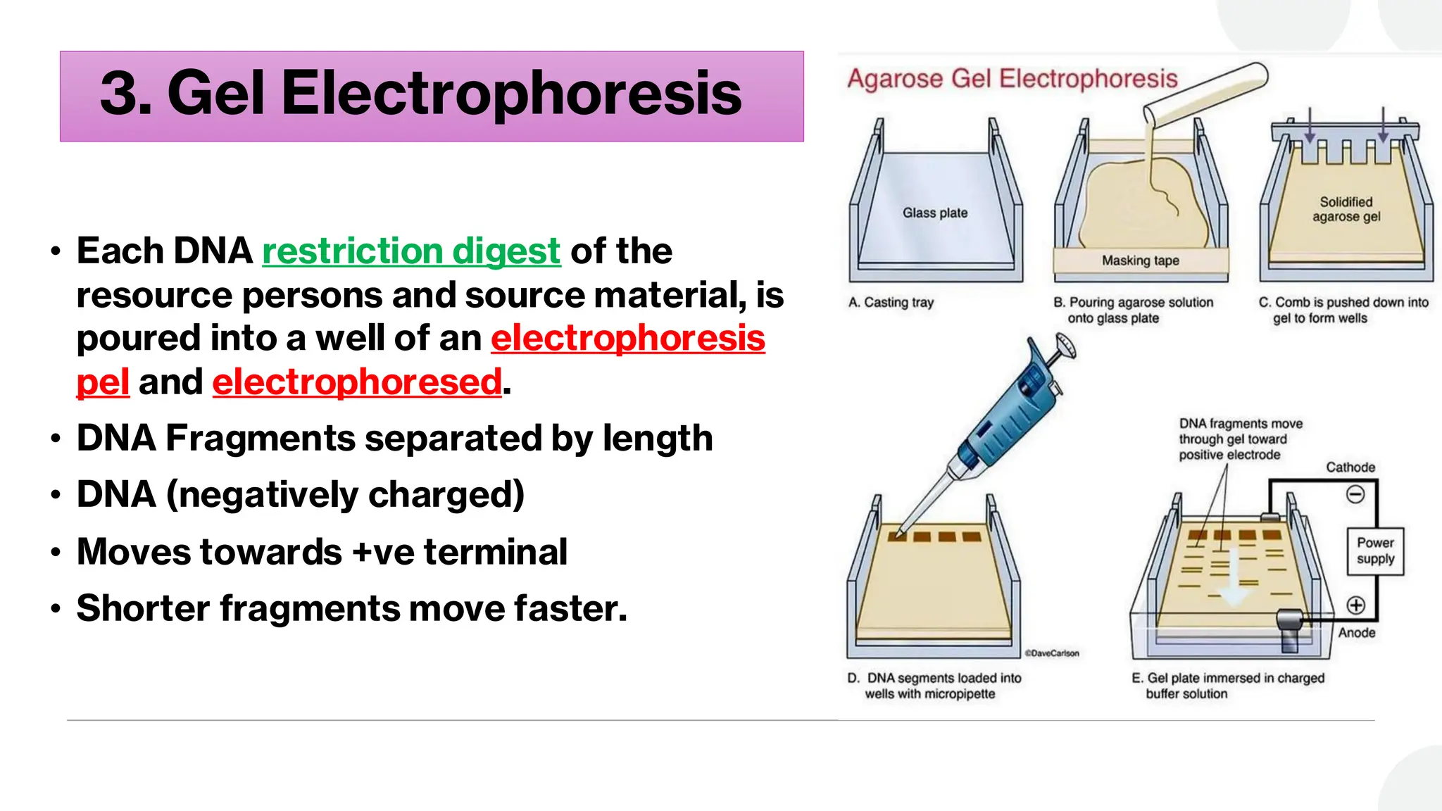 3. Gel Electrophoresis
• Each DNA restriction digest of the
resource persons and source material, is
poured into a well of an electrophoresis
pel and electrophoresed.
• DNA Fragments separated by length
• DNA (negatively charged)
• Moves towards +ve terminal
• Shorter fragments move faster.
 