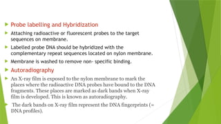 DNA fingerprinting pptx presentation for education | PPTX