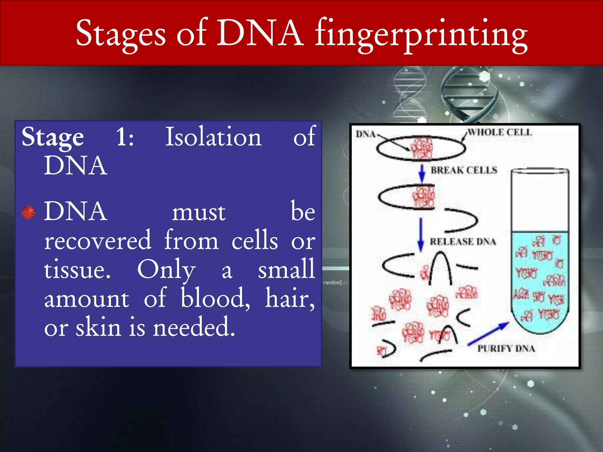 Forensics Using Dna Forensic and Medico-legal applications of DNA Fingerprinting | PDF