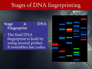 Forensic and Medico-legal applications of DNA Fingerprinting | PDF