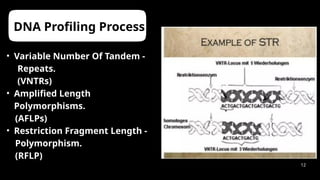 Forensic Dna Profiling Process Comprehensive Overview of DNA Fingerprinting: Techniques, Applications ...