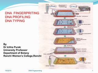 1/9/2015 DNA fingerprinting 1
DNA FINGERPRITING
DNA PROFILING
DNA TYPING
By
Dr Ichha Purak
University Professor
Department of Botany
Ranchi Women’s College,Ranchi
 