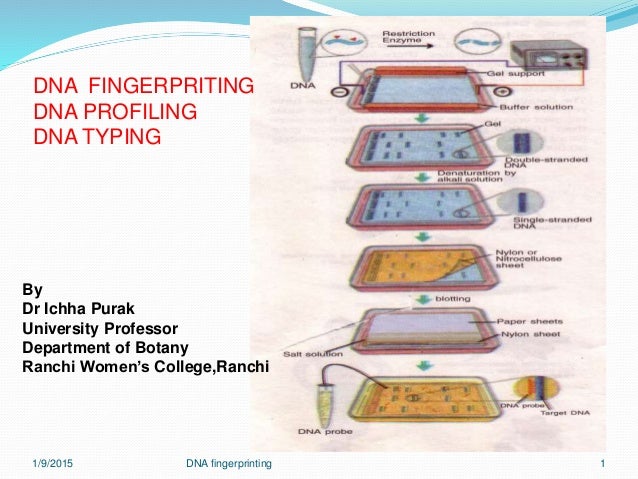 How To Read A Dna Fingerprint Chart