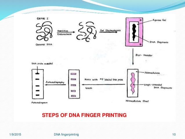 Dna Fingerprinting Chart