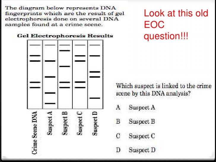 Dna fingerprinting