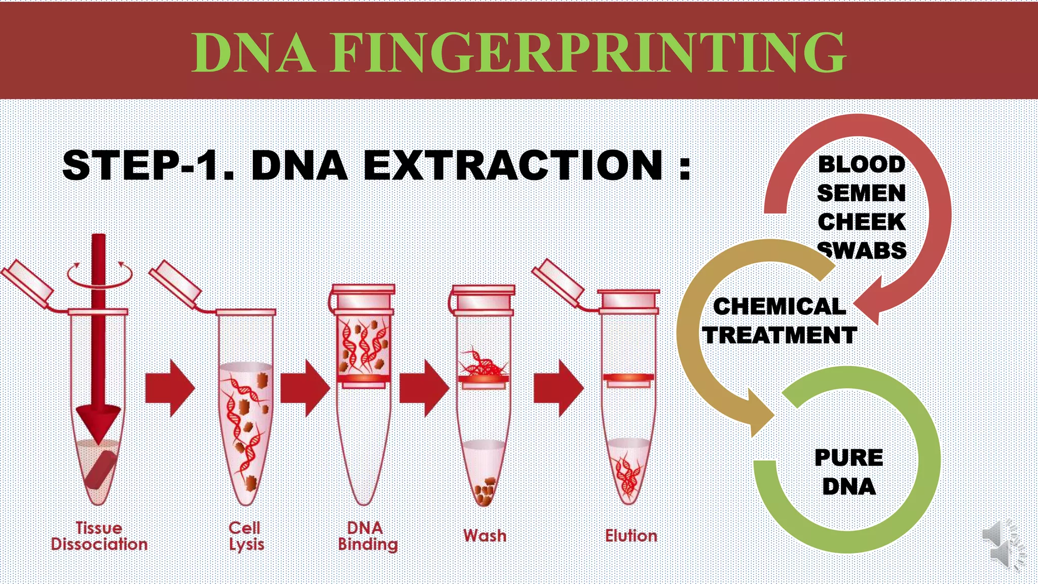 DNA Fingerprinting or DNA Profiling | PPTX