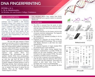 DNA FINGERPRINTING
DNA fingerprinting is a laboratory
technique used to establish a link between
biological evidence and a suspect in a criminal
investigation. A DNA sample taken from a crime
scene is compared with a DNA sample from a
suspect. If the two DNA profiles are a match,
then the evidence came from that suspect.
Conversely, if the two DNA profiles do not
match, then the evidence cannot have come from
the suspect. DNA fingerprinting is also used to
establish paternity.
RITHIKA. R. S,
I - M. Sc. Bioinformatics,
Sri Krishna Arts and Science College, Coimbatore.
DNA FINGERPRINTING
The area with same sequence of bases
repeated several times in DNA is called repetitive
DNA. They can be separated as satellite from the
bulk DNA during density gradient centrifugation
and hence called satellite DNA. In satellite DNA,
repetition of bases is in tandem. Depending upon
length, base composition and numbers of tandem
repetitive units, satellite DNAs have
subcategories like microsatellites and mini-
satellites. Satellite DNAs show polymorphism.
Mutations in the noncoding sequences have piled
up with time and form the basis of DNA
polymorphism. DNA polymorphism is the basis
of genetic mapping of human genome as well as
DNA finger printing. Short nucleotide repeats in
the DNA are very specific in each individual and
vary in number from person to person but are
inherited. These are the ‘Variable Number
Tandem Repeats’ (VNTRs).
PRINCIPLE
Each individual inherits these repeats from his/her
parents which are used as genetic markers in a personal
identity test.
1. The DNA is extracted from the nuclei of white
blood cells or of spermatozoa or of the hair follicle
cells that cling to the roots of hairs that have fallen,
or been pulled out.
2. The DNA molecules are first broken with the help
of enzyme restriction endonuclease. The fragments
of DNA also contain the VNTRs.
3. The fragments are separated according to size by
gel electrophoresis.
4. Fragments of a particular size having VNTRs are
multiplied through PCR technique. They are treated
with alkaline chemicals to split them into single
stranded DNAs.
5. The separated fragments of single stranded DNA
are transferred onto a nylon membrane.
6. Radioactive DNA probes having repeated base
sequences complementary to possible VNTRs are
poured over the nylon membrane. Some of them
will bind to the single stranded VNTRs. The nylon
membrane is washed to remove extra probes.
7. An X-ray film is exposed to the nylon membrane to
mark the places where the radioactive DNA probes
have bound to the DNA fragments. These places are
marked as dark bands when X-ray film is
developed. This is known as autoradiography.
8. The dark bands on X-ray film represent the DNA
fingerprints(DNA profiles).
TECHNIQUES
Methods involved
DNA profile
 