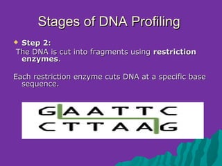 Stages of DNA Profiling
Step 2:
The DNA is cut into fragments using restriction
 enzymes.

Each restriction enzyme cuts DNA at a specific base
  sequence.
 