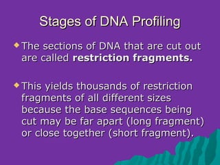 Stages of DNA Profiling
 Thesections of DNA that are cut out
 are called restriction fragments.

 Thisyields thousands of restriction
 fragments of all different sizes
 because the base sequences being
 cut may be far apart (long fragment)
 or close together (short fragment).
 