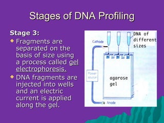 Stages of DNA Profiling
Stage 3:
 Fragments are
  separated on the
  basis of size using
  a process called gel
  electrophoresis.
 DNA fragments are
  injected into wells
  and an electric
  current is applied
  along the gel.
 