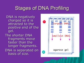 Stages of DNA Profiling
 DNA is negatively
  charged so it is
  attracted to the
  positive end of the
  gel.
The shorter DNA
  fragments move
  faster than the
  longer fragments.
DNA is separated on
  basis of size.
 