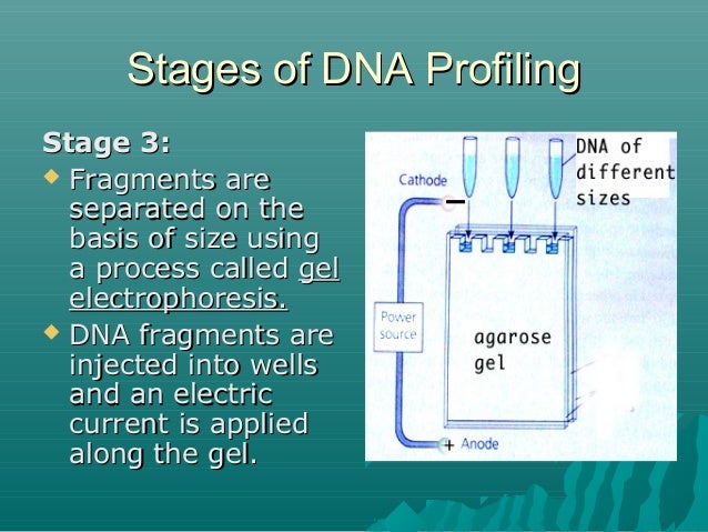 DNA finger printing