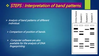 DNA FINGERPRINT (new).pptx
