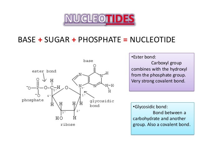 Is sugar a covalent bond?