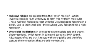 • Hydroxyl radicals are created from the Fenton reaction , which
involves reducing Fe2+ with H2o2 to form free hydroxyl molecules
.These hydroxyl molecules react with the DNA backbone resulting in a
break. Due to their small size , the resulting DNA footprint has a high
resolution .
• Ultraviolet irradiation can be used to excite nucleic acid and create
photoreactions , which result in damaged bases in a DNA strand.
Advantages of uv are that it reacts with very quickly and therefore
capture the interactions that are only momentary .
 