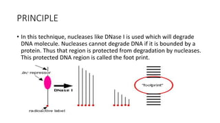 PRINCIPLE
• In this technique, nucleases like DNase I is used which will degrade
DNA molecule. Nucleases cannot degrade DNA if it is bounded by a
protein. Thus that region is protected from degradation by nucleases.
This protected DNA region is called the foot print.
 