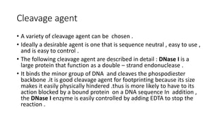 Cleavage agent
• A variety of cleavage agent can be chosen .
• Ideally a desirable agent is one that is sequence neutral , easy to use ,
and is easy to control .
• The following cleavage agent are described in detail : DNase I is a
large protein that function as a double – strand endonuclease .
• It binds the minor group of DNA and cleaves the phospodiester
backbone .it is good cleavage agent for footprinting because its size
makes it easily physically hindered .thus is more likely to have to its
action blocked by a bound protein on a DNA sequence In addition ,
the DNase I enzyme is easily controlled by adding EDTA to stop the
reaction .
 