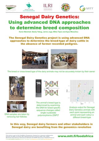 www.mtt.fi/foodafrica
Senegal Dairy Genetics:
Using advanced DNA approaches
to determine breed composition
The Senegal Dairy Genetics project is using advanced DNA
approaches to determine the breed-type of dairy cattle in
the absence of farmer recorded pedigree.
In this way, Senegal dairy farmers and other stakeholders in
Senegal dairy are benefiting from the genomics revolution
This poster is part of the FoodAfrica Programme, financed as a research collaboration
between the MFA of Finland, MTT Agrifood Research Finland, IFPRI, ILRI, ICRAF,
Bioversity International, University of Helsinki and HAMK University of Applied Sciences
# Photo BovineSNP50 v2 BeadChip (Illumina Inc., San Diego, CA) www.illumina.com & DNA drawing http://www.farma.ku.dk
Karen Marshall, Stanly Tebug, Jarmo Juga, Miika Tapio and Ayao Missohou
The breed or cross-breed type of the dairy animals may not be accurately known by their owner
DNA samples are taken by
removing hair follicles
The animal’s breed type is
determined by examining
the DNA for breed specific
sequence changes called
single nucleotide
polymorphisms (SNP)#
Analysis output for Senegal
Dairy Genetics animals with
each point representing an
animal and each colour a
different breed-type
 