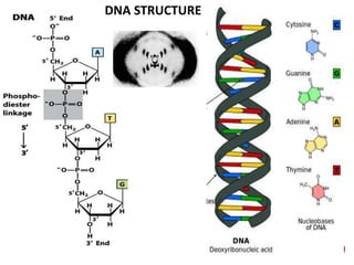 10
DNA STRUCTURE
 