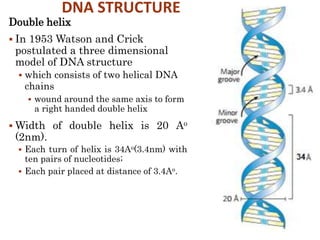 DNA STRUCTURE
Double helix
 In 1953 Watson and Crick
postulated a three dimensional
model of DNA structure
 which consists of two helical DNA
chains
 wound around the same axis to form
a right handed double helix
 Width of double helix is 20 Ao
(2nm).
 Each turn of helix is 34Ao(3.4nm) with
ten pairs of nucleotides;
 Each pair placed at distance of 3.4Ao.
12
 