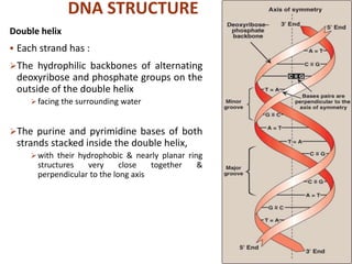 DNA STRUCTURE
Double helix
 Each strand has :
The hydrophilic backbones of alternating
deoxyribose and phosphate groups on the
outside of the double helix
facing the surrounding water
The purine and pyrimidine bases of both
strands stacked inside the double helix,
with their hydrophobic & nearly planar ring
structures very close together &
perpendicular to the long axis
13
 