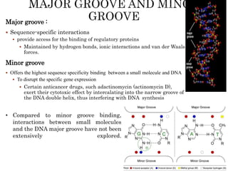Major groove :
 Sequence-specific interactions
 provide access for the binding of regulatory proteins
 Maintained by hydrogen bonds, ionic interactions and van der Waals
forces.
Minor groove
 Offers the highest sequence specificity binding between a small molecule and DNA
 To disrupt the specific gene expression
 Certain anticancer drugs, such adactinomycin (actinomycin D),
exert their cytotoxic effect by intercalating into the narrow groove of
the DNA double helix, thus interfering with DNA synthesis
• Compared to minor groove binding,
interactions between small molecules
and the DNA major groove have not been
extensively explored.
 