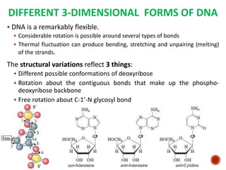 DIFFERENT 3-DIMENSIONAL FORMS OF DNA
 DNA is a remarkably flexible.
 Considerable rotation is possible around several types of bonds
 Thermal fluctuation can produce bending, stretching and unpairing (melting)
of the strands.
The structural variations reflect 3 things:
 Different possible conformations of deoxyribose
 Rotation about the contiguous bonds that make up the phospho-
deoxyribose backbone
 Free rotation about C-1’-N glycosyl bond
16
 