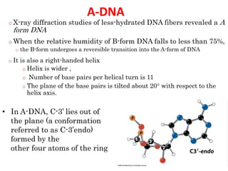 A-DNA
o X-ray diffraction studies of less-hydrated DNA fibers revealed a A
form DNA
o When the relative humidity of B-form DNA falls to less than 75%,
o the B-form undergoes a reversible transition into the A-form of DNA
o It is also a right-handed helix
o Helix is wider ,
o Number of base pairs per helical turn is 11
o The plane of the base pairs is tilted about 20° with respect to the
helix axis.
18
• In A-DNA, C-3’ lies out of
the plane (a conformation
referred to as C-3’endo)
formed by the
other four atoms of the ring
 