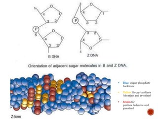  Blue: sugar phosphate
backbone
 Yellow: for pyrimidines
(thymine and cytosine)
 brown for
purines (adenine and
guanine)
 